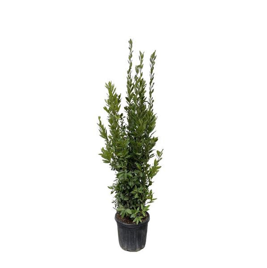 Lorbeerbaum für Garten und Terrasse - Immergrün und pflegeleicht