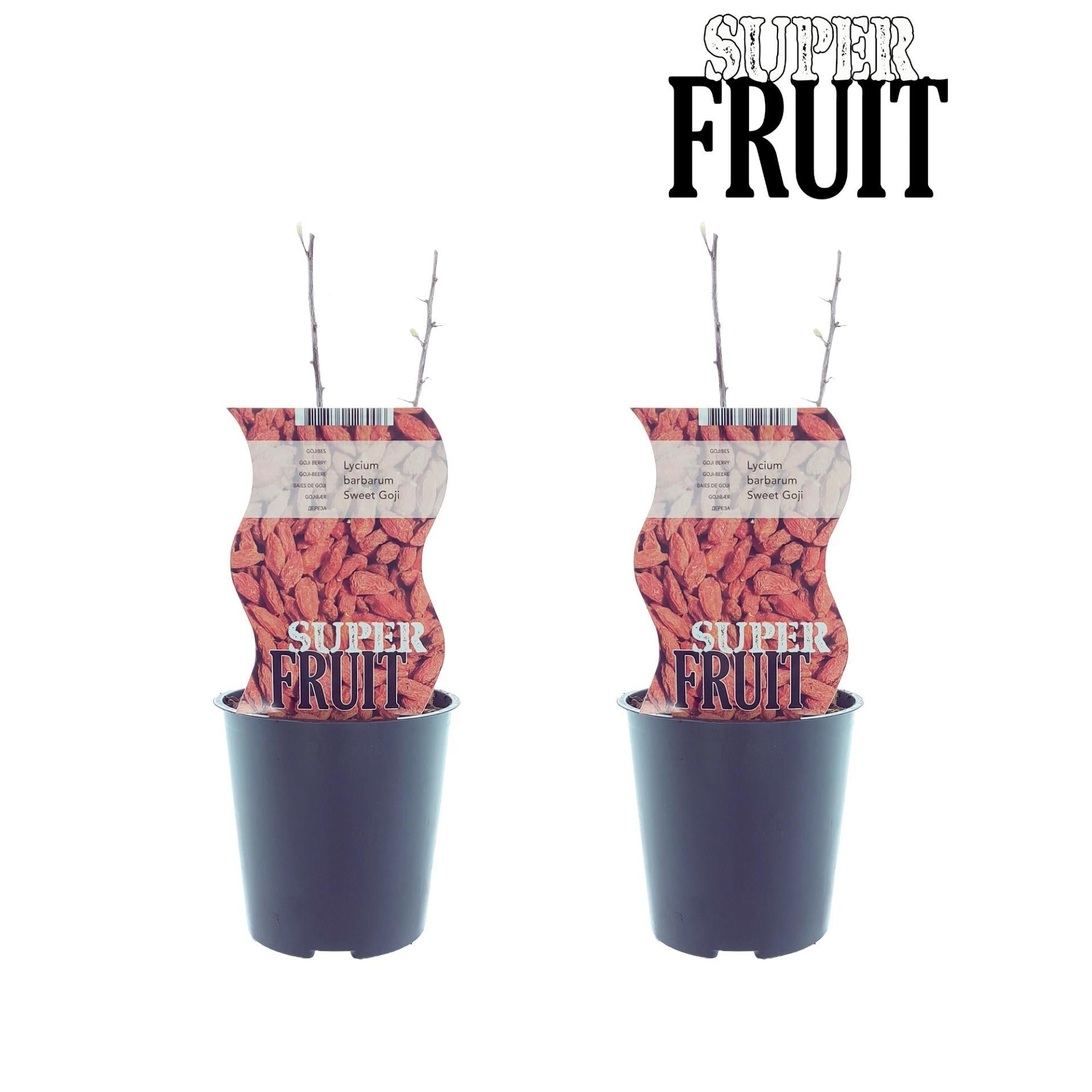 Lycium Sweet Goji Pflanze mit Goji-Beeren, pflegeleicht und gesund