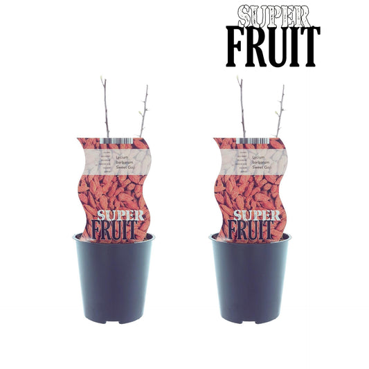 Lycium Sweet Goji Pflanze mit Goji-Beeren, pflegeleicht und gesund
