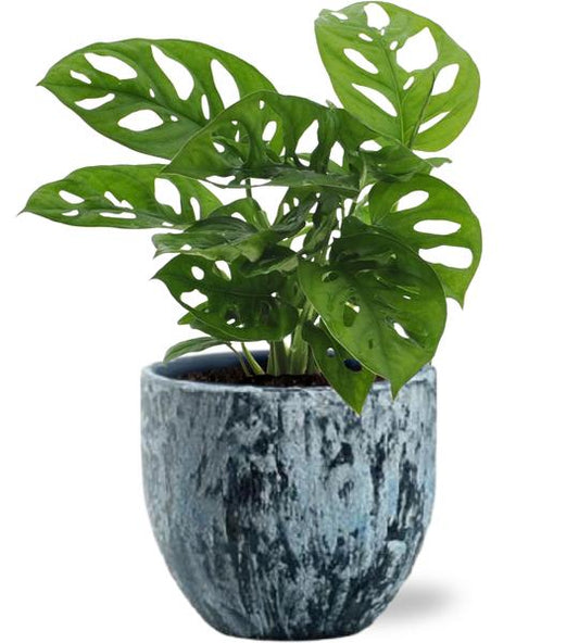 Monstera Monkey Leaf - Ø12cm - ↕30cm + Topf - Blau