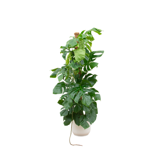 Monstera Pertusum XL + Topf Weiß Ø30 - 150 cm