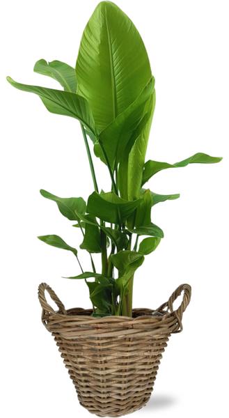 Strelitzia Nicolai - Ø27cm - ↕130cm +Topf - Natürlich