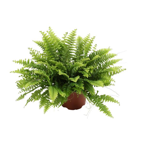 Nephrolepis Boston Grün - Ø12cm - ↕20cm