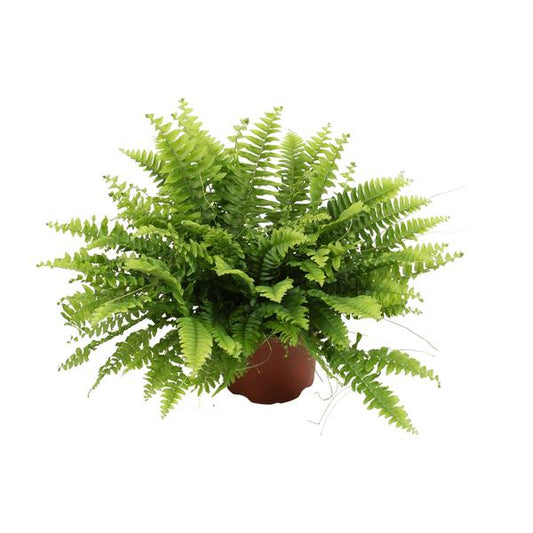 Nephrolepis Boston Grün - Ø12cm - ↕20cm