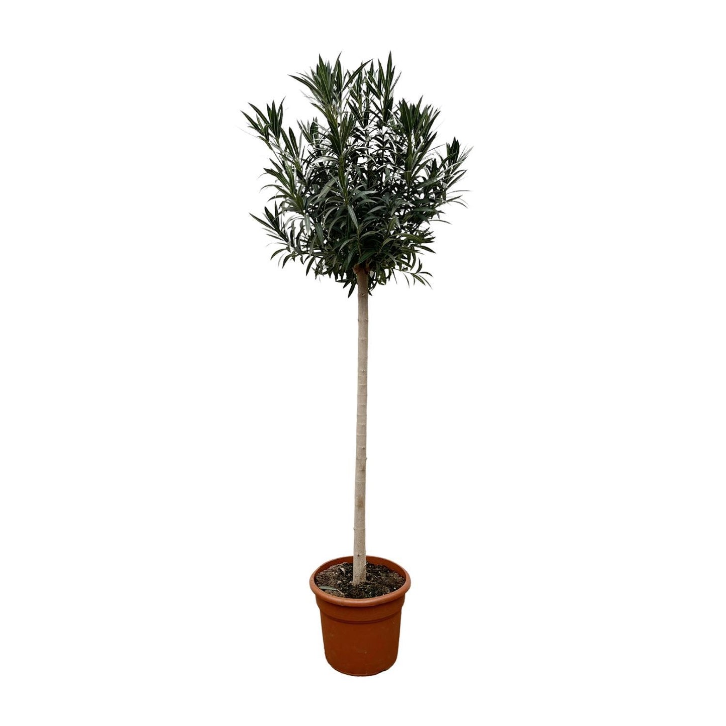 Nerium Oleander auf Stiel mit weißer Blüte - 170cm - Ø40