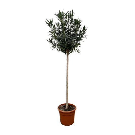 Nerium Oleander auf Stiel mit weißer Blüte - 170cm - Ø40