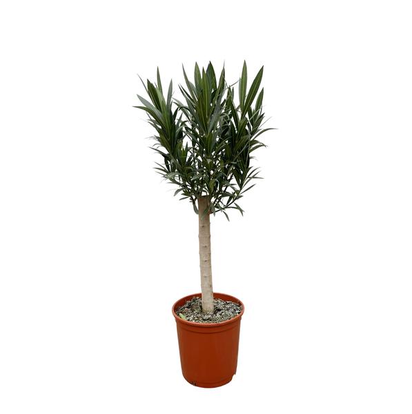 Nerium Oleander aus Stiel mir rose Blüte - 110cm - Ø22