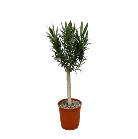 Nerium Oleander aus Stiel mir rose Blüte - 110cm - Ø22