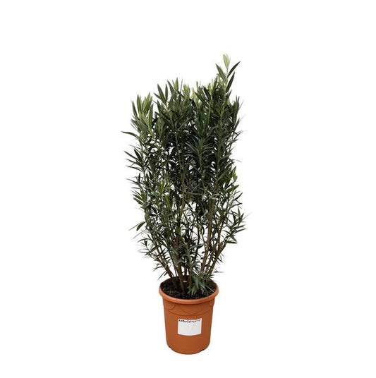 Nerium Oleanderstauch - 180cm- Ø40