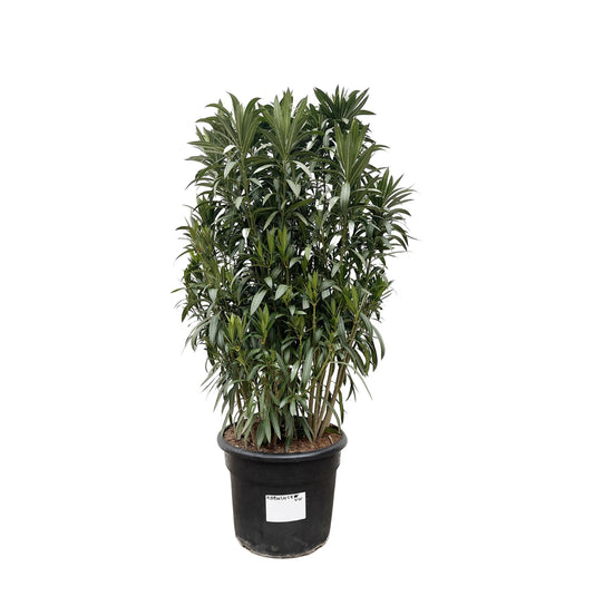 Nerium Oleanderstrauch – Majestätischer Oleander für große Außenbereiche (190 cm Höhe, Ø 55 cm)