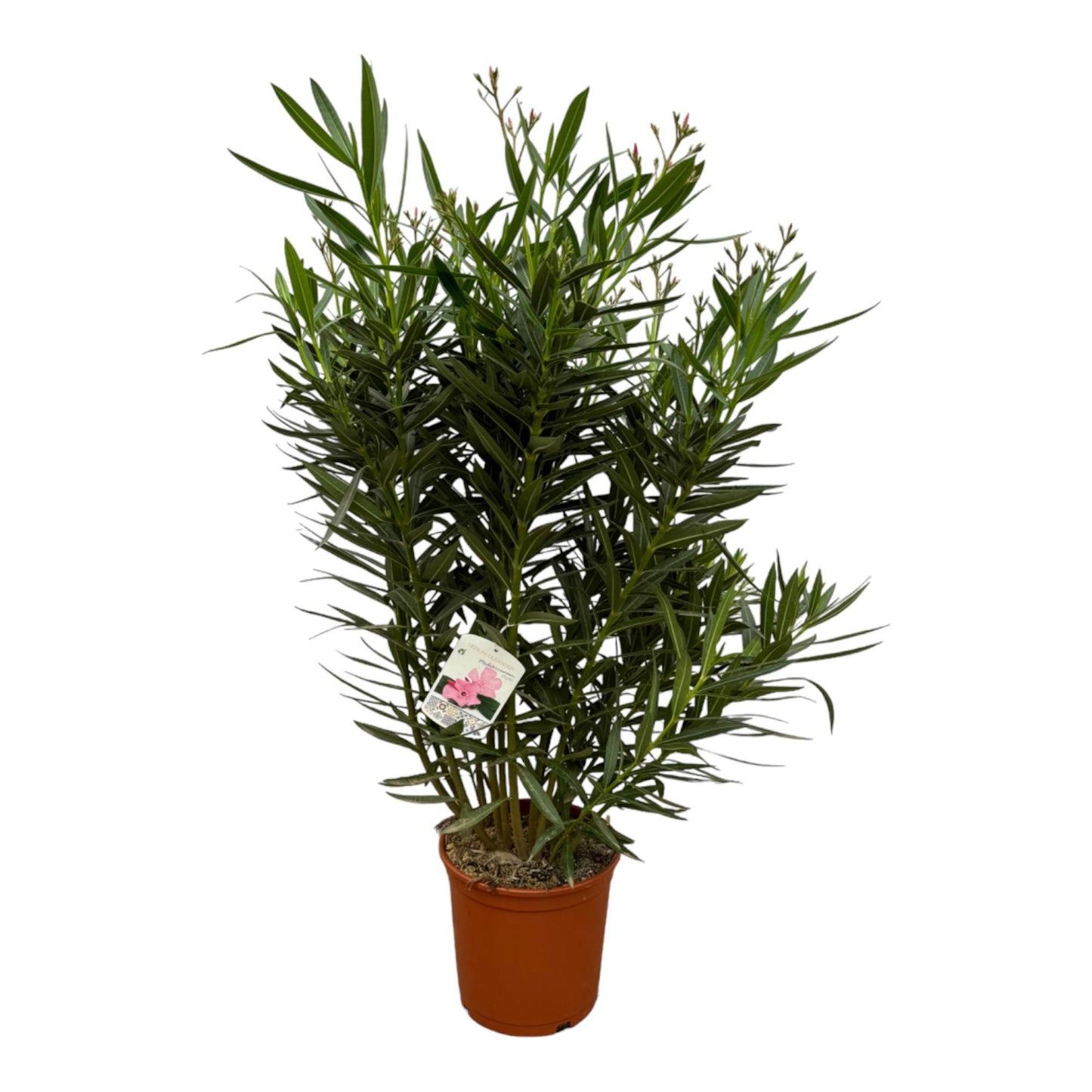 Nerium Oleanderstrauch mit weißen Blüten – Mediterranes Flair für Ihr Zuhause (160 cm Höhe, Ø 30 cm)