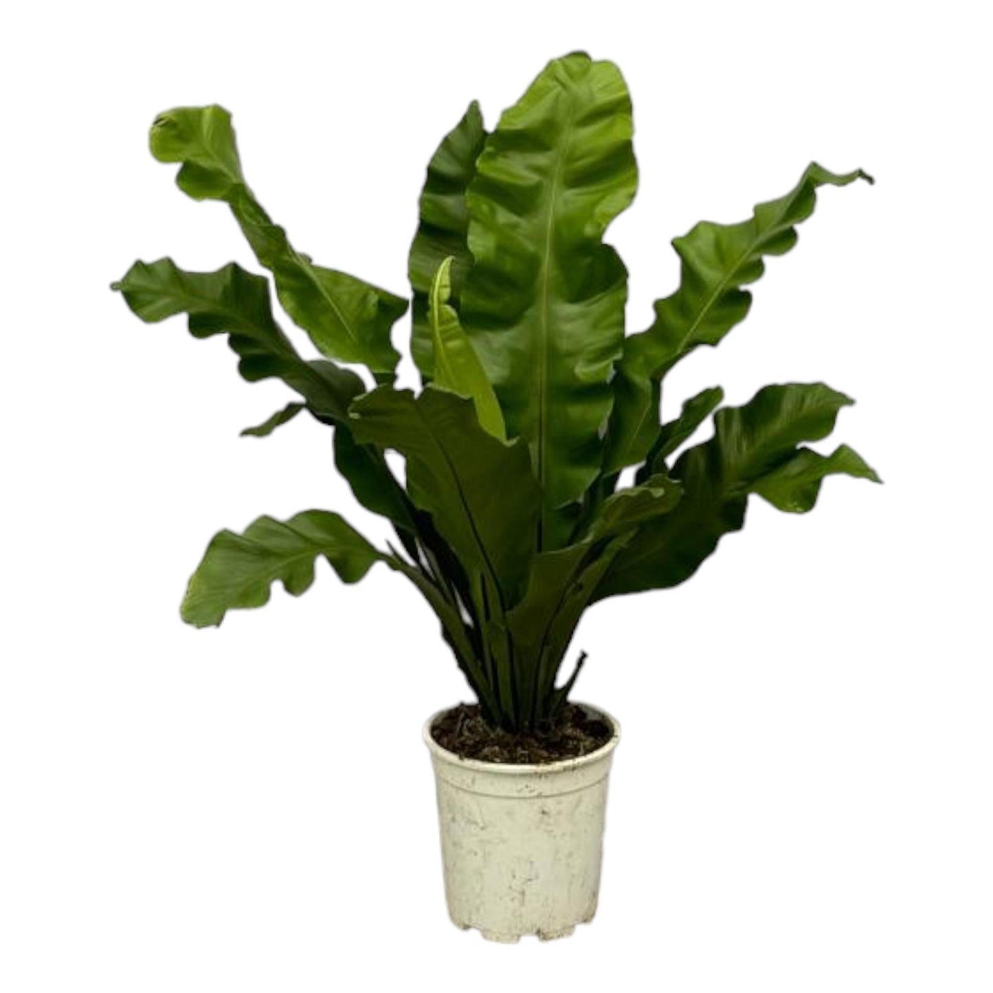 NidAspleniumum - 80 cm - Topfgröße Ø21 cm