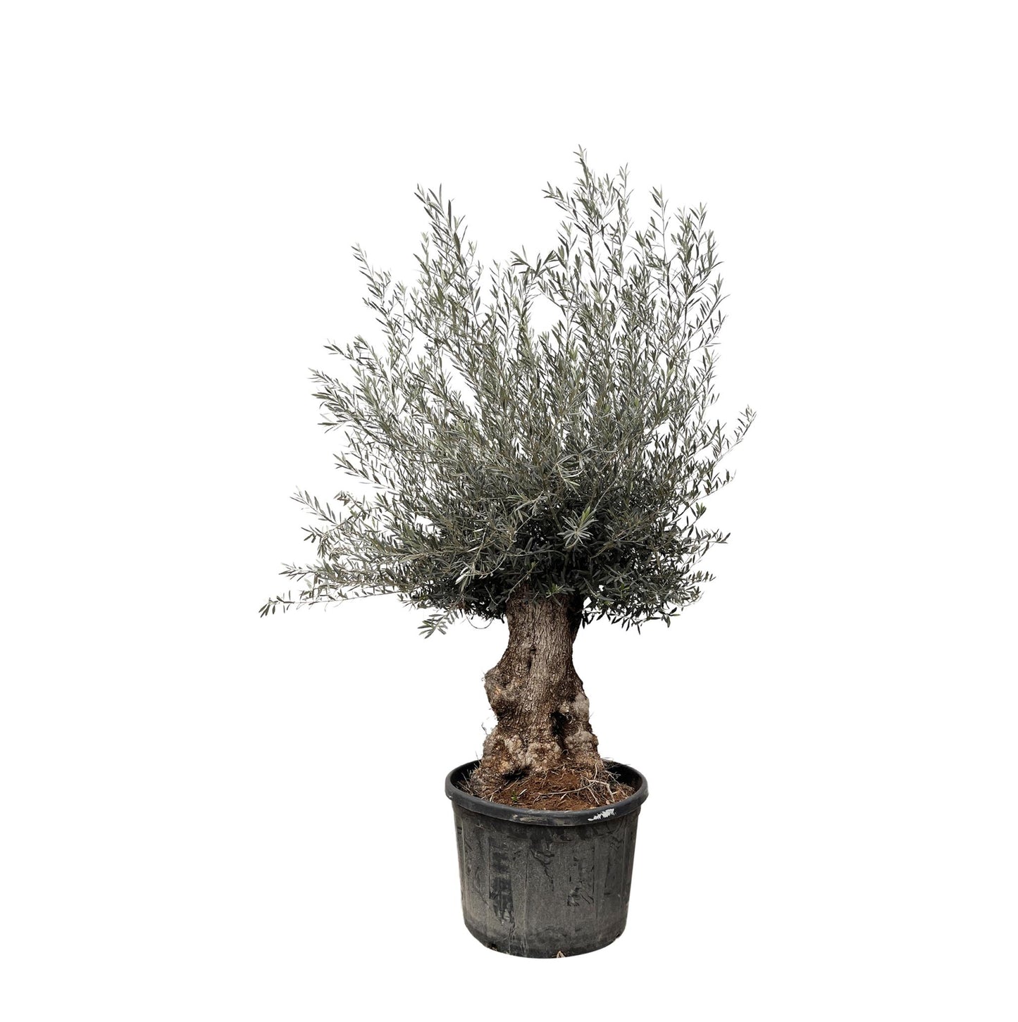 Olea Europaea Bonsai – 230cm 80cm Prächtiger Olivenbaum im Bonsai-Stil