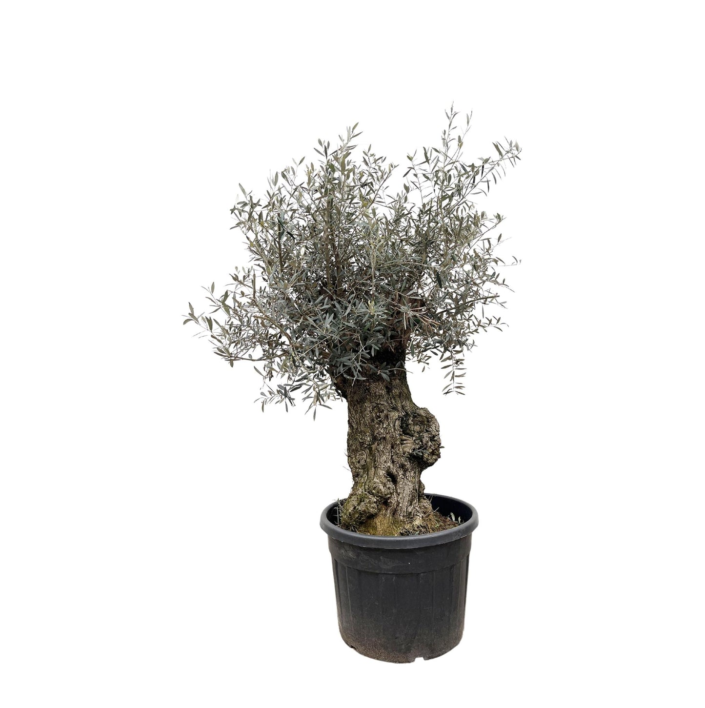 Olea Europaea Bonsai – 260cm 65cm - Majestätischer Olivenbaum im Bonsai-Stil