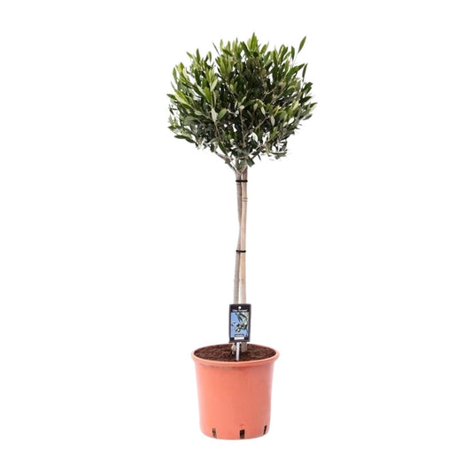 Olea Olijf – Elegante Olive für mediterranes Flair (Ø 22 cm, Höhe 100 cm)