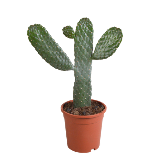 Opuntia consulae - Micky Mouse Kaktus - 17cm - ohne Topf