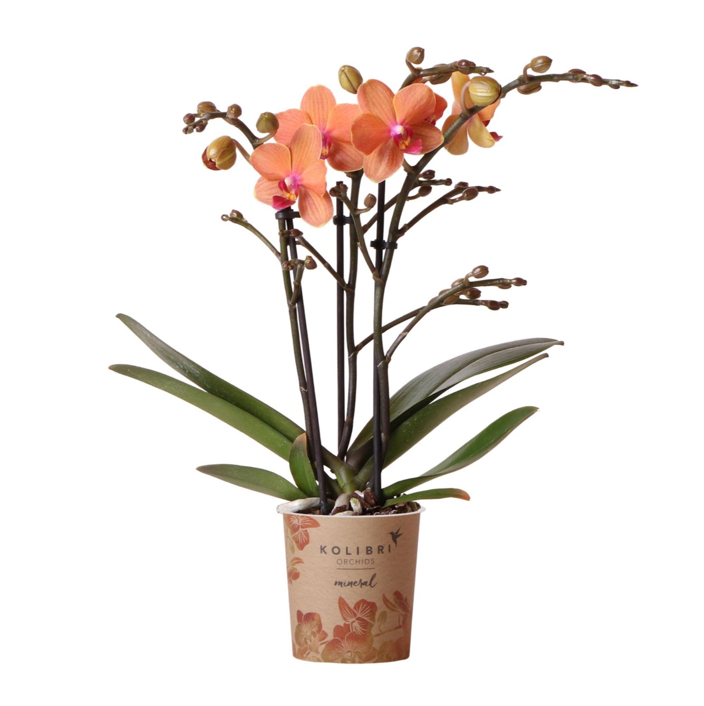 Orange Phalaenopsis Orchidee - Mineral Bolzano - Topfgröße Ø9cm