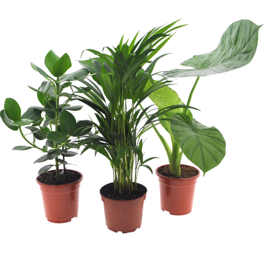 3 pflazen Set