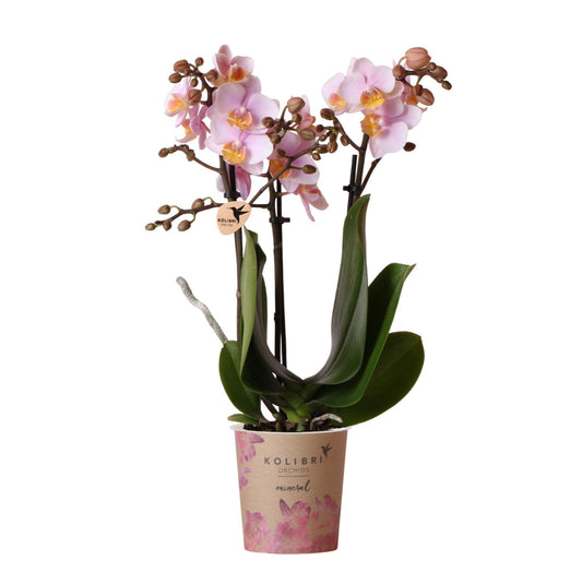 Phalaenopsis Orchidee Andorra in Rosa im Topf (Ø9cm) – Blühende Zimmerpflanze, perfekt für Innenräum