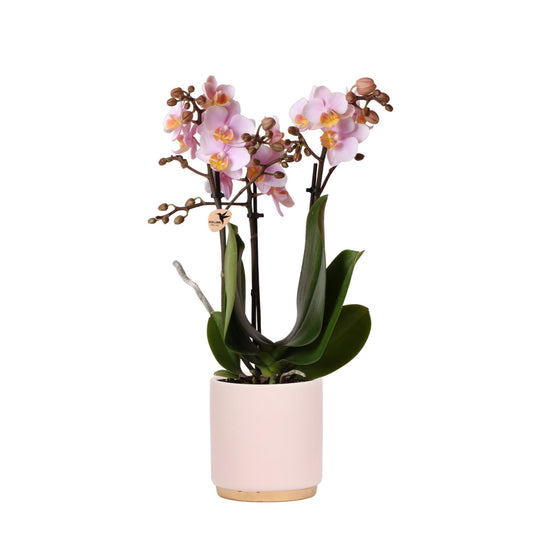  Rosa Phalaenopsis Orchidee Andorra mit eleganten rosa Blüten im Goldfuß Ziertopf.
