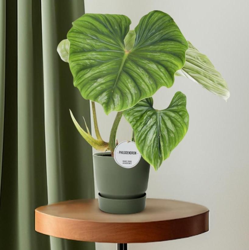 Philodendron Plowmanii – Prächtiger Kletterphilodendron für stilvolle Innenräume (Ø 15 cm, Höhe 50 cm)