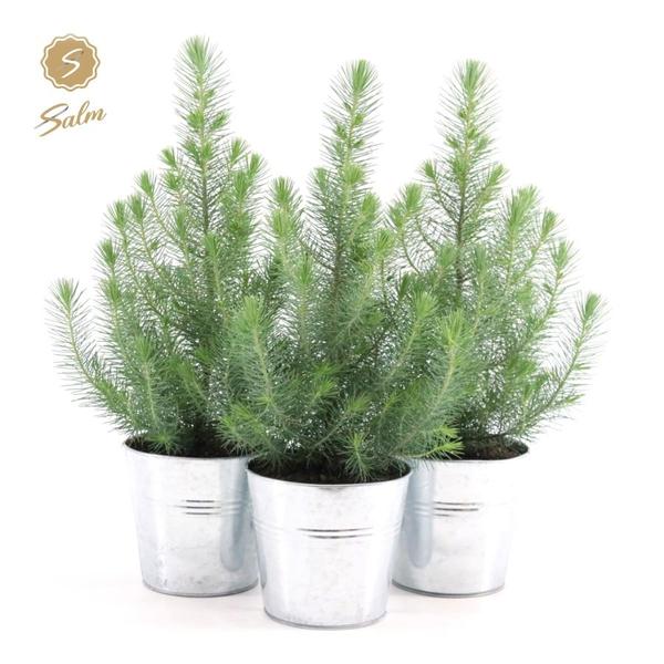  Pinus Pinea Silver Crest - 3er-Set mit Zinktöpfen, 45cm hohe mediterrane Pinien