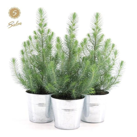  Pinus Pinea Silver Crest - 3er-Set mit Zinktöpfen, 45cm hohe mediterrane Pinien