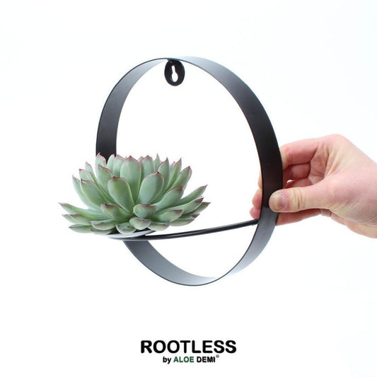  Echeveria Pulidonis auf Wanddeko-Ring aus schwarzem Metall – Sukkulente für modernes Interieur