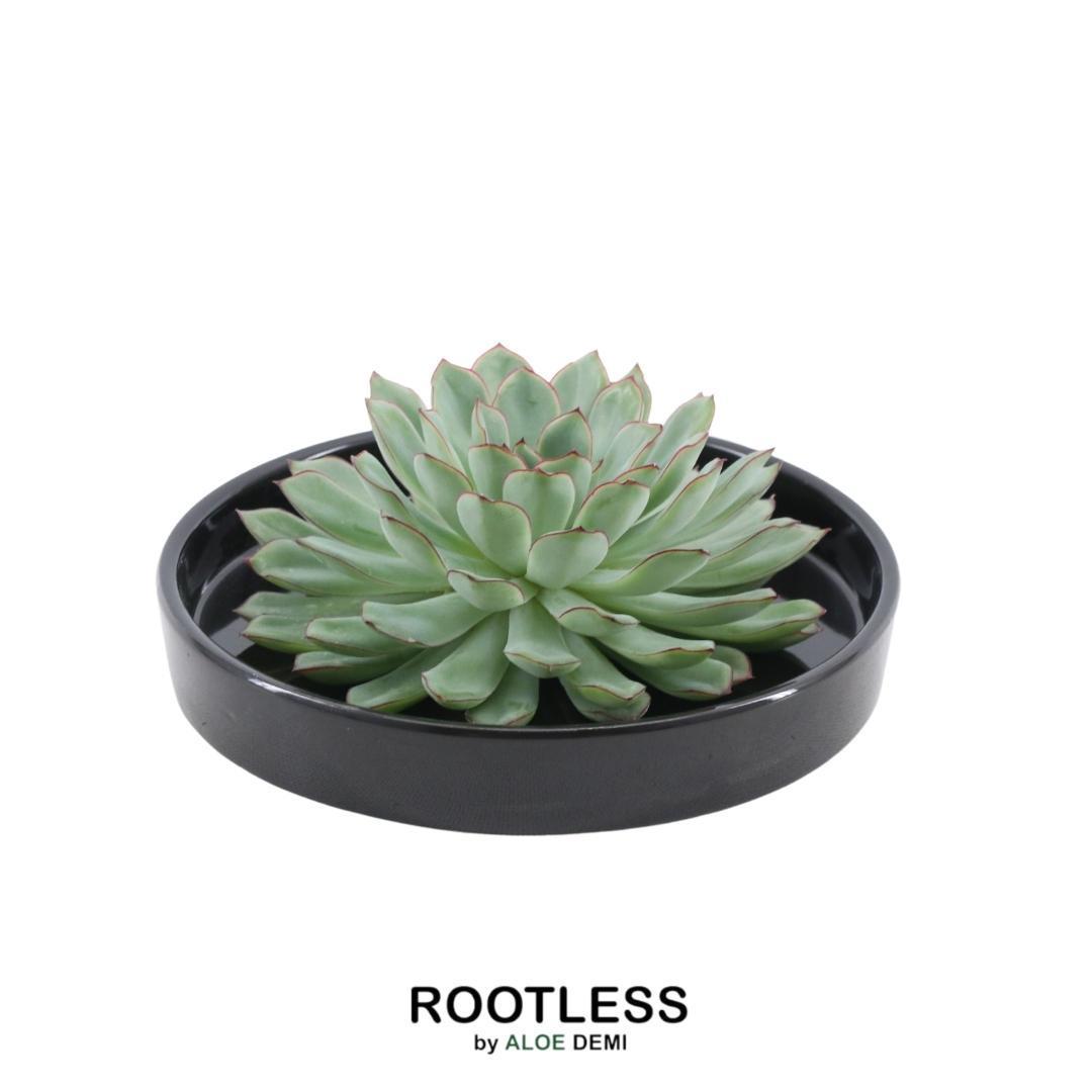 Echeveria Pulidonis in schwarzer Schale – stilvolle, pflegeleichte Zimmerpflanze
