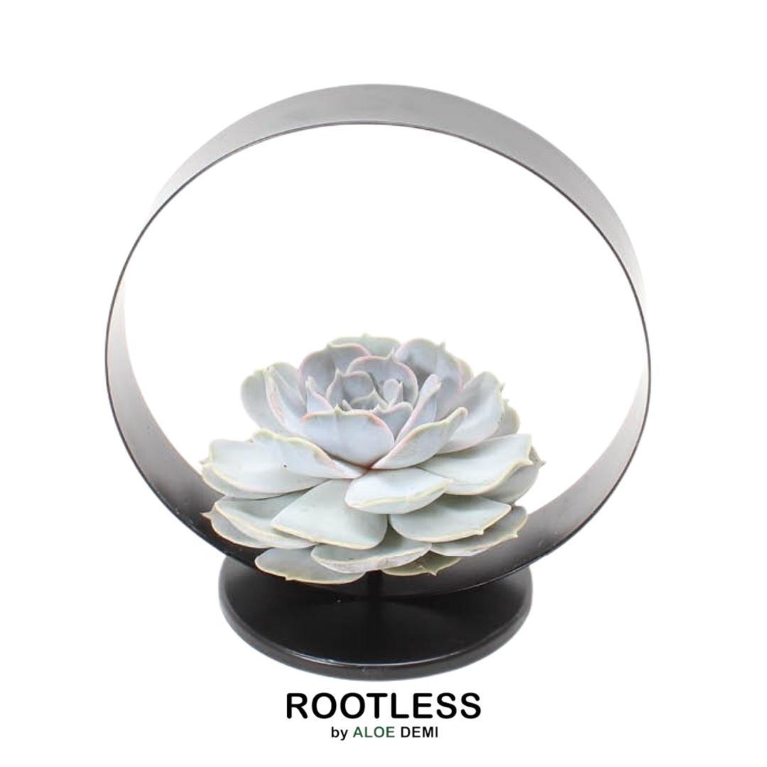 Echeveria Lilacina Sukkulente in graublauer Rosettenform auf Tischständer, ideal für moderne Deko