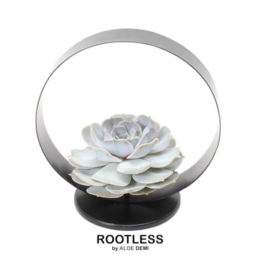 Echeveria Lilacina Sukkulente in graublauer Rosettenform auf Tischständer, ideal für moderne Deko