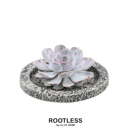  Echeveria Lilacina Sukkulente in graublauer Rosettenform, arrangiert in stilvoller Betonschale, ideal für moderne Deko