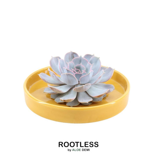 Echeveria Lilacina Sukkulente in graublauer Rosettenform, arrangiert in gelber Schale, ideal für moderne Deko