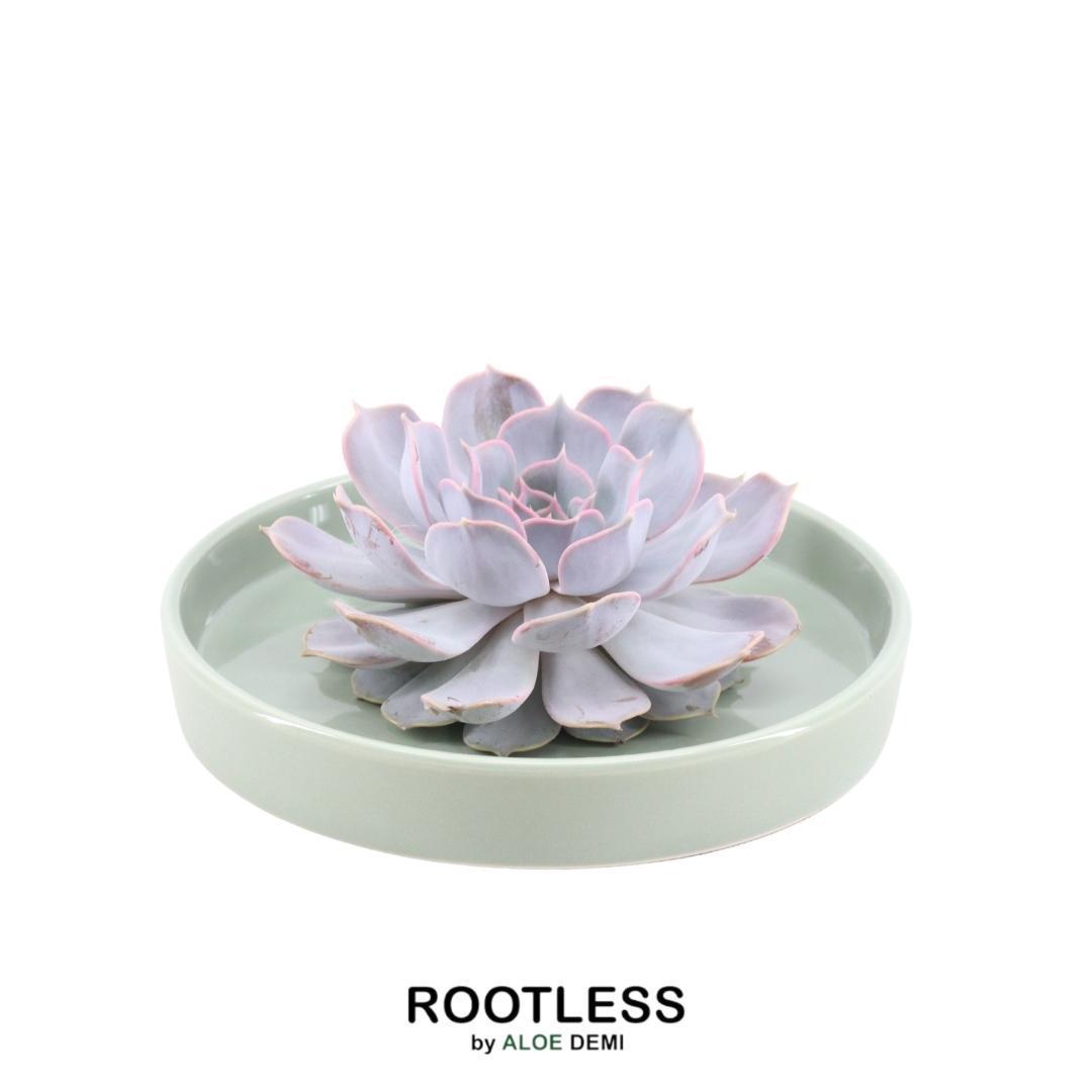 Echeveria Lilacina Sukkulente in graublauer Rosettenform, arrangiert in grüner Schale, ideal für moderne Deko