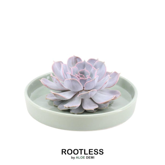 Echeveria Lilacina Sukkulente in graublauer Rosettenform, arrangiert in grüner Schale, ideal für moderne Deko