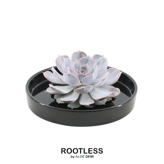 Echeveria Lilacina Sukkulente in graublauer Rosettenform, arrangiert in rosa Schale, perfekt für stilvolle Dekoration