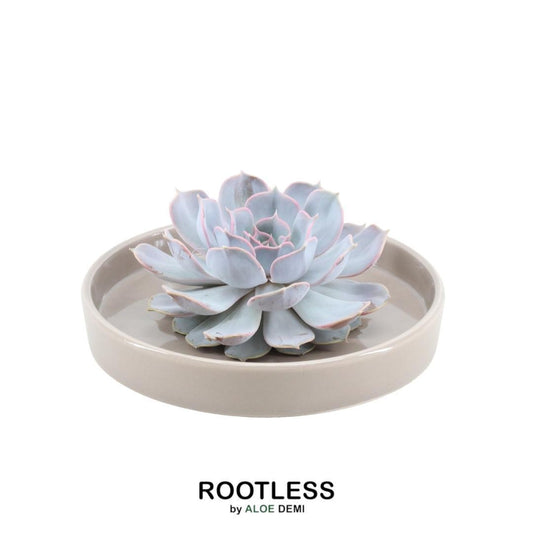  Echeveria Lilacina Sukkulente in graublauer Rosettenform, arrangiert in taupefarbener Schale, perfekt für stilvolle Dekoration