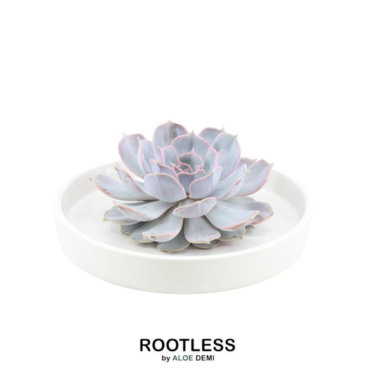  Echeveria Lilacina Sukkulente in graublauer Rosettenform, arrangiert in weißer Schale, perfekt für stilvolle Dekoration