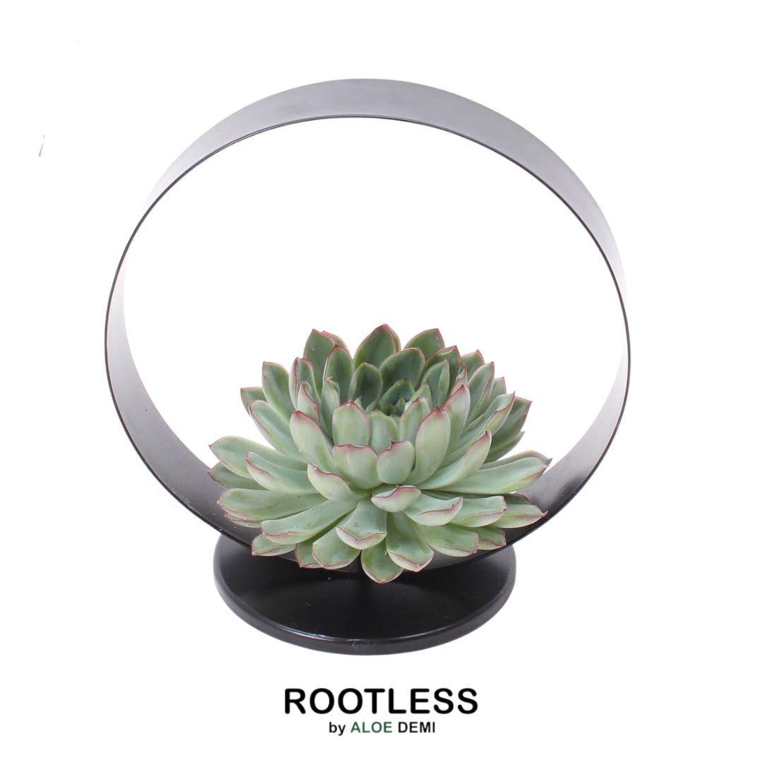  Echeveria Pulidonis Sukkulente in graugrüner Rosettenform mit roten Blattspitzen auf Tischstandard, ideal für stilvolle Wohnraumgestaltung