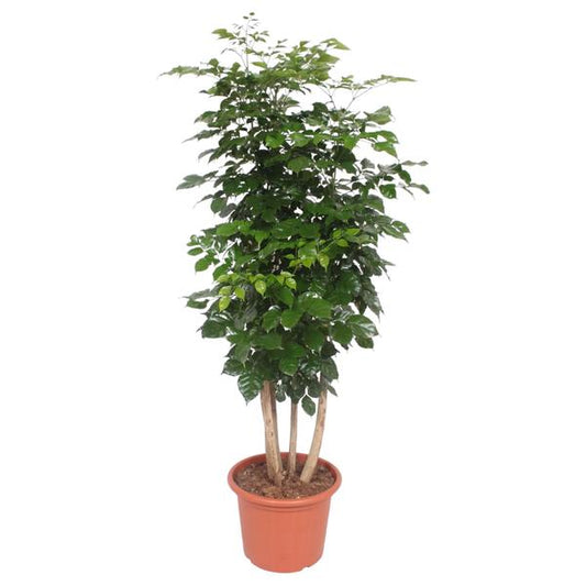 Radermachera Hainanensis in großem Ø40 cm Topf, 190 cm hohe Zimmerpflanze mit luftreinigendem Effekt