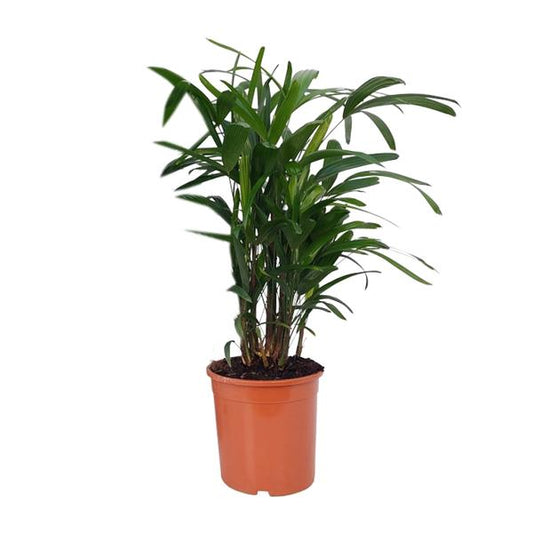 Rhapis Excelsa (Steckenpalme) im Ø21cm Topf – Kompakte, pflegeleichte Zimmerpalme
