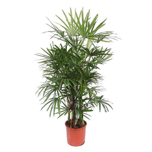  Rhapis Excelsa Palme 190 cm mit eleganten fächerartigen Blättern, ideal für moderne Räume und Büros