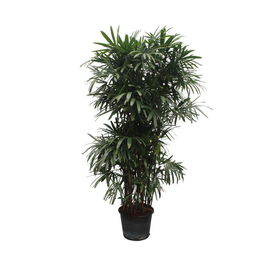 Rhapis Excelsa Palme 260 cm, ideale Zimmerpflanze für luxuriöse Räume und Büros mit fächerartigen Blättern