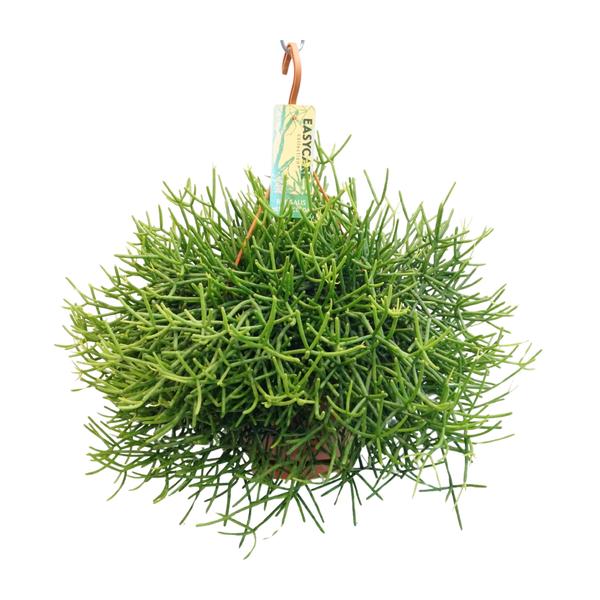 Rhipsalis Heteroclada