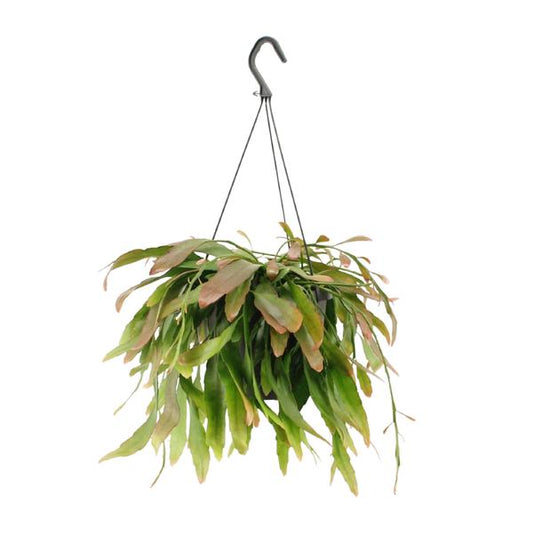 Rhipsalis Red Coral (Korallen-Sukkulente) im Ø17cm Topf – Dekorative hängende Pflanze
