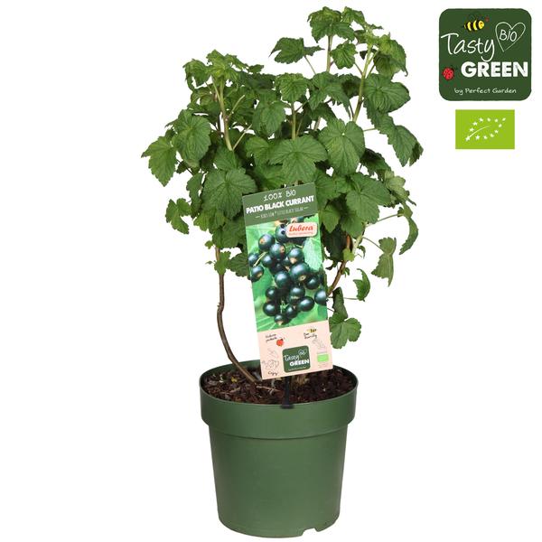 Bio-Schwarze Johannisbeere Ribes Low 'Little Black Sugar' im Topf, ideal für den Garten, 23 cm Durchmesser und 50 cm Höhe