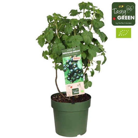 Bio-Schwarze Johannisbeere Ribes Low 'Little Black Sugar' im Topf, ideal für den Garten, 23 cm Durchmesser und 50 cm Höhe