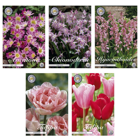  Blumenzwiebel-Mix für den Frühling mit 57 Zwiebeln in verschiedenen Farben und Arten, ideal für ein buntes Blumenbeet