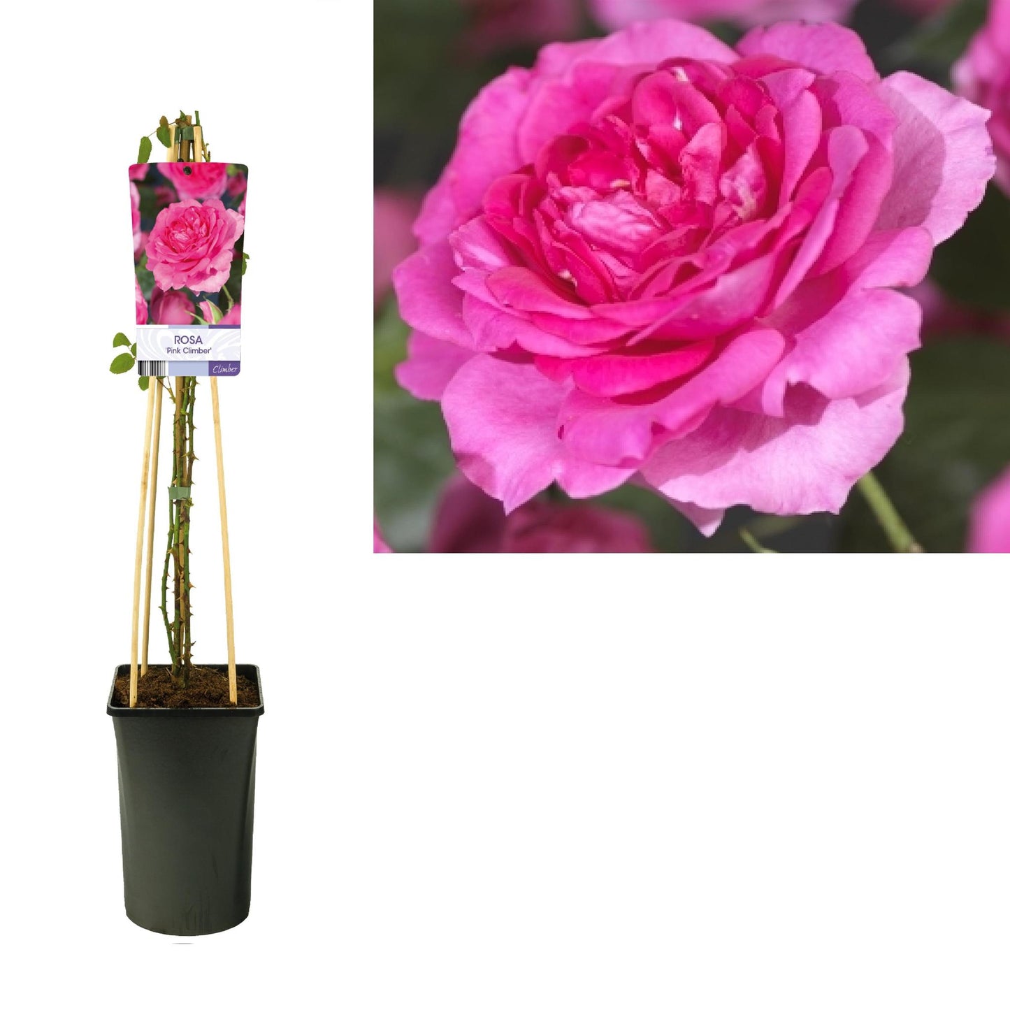 Rosa 'Pink Climber' – blühende Kletterrose mit dekorativem Light Label
