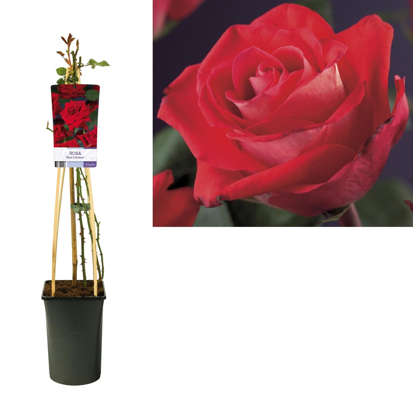 Rosa 'Red Climber' – blühende Kletterrose mit dekorativem Light Label